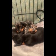 Dachshund (Standard &amp; Miniature) - Both