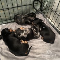 Dachshund (Standard & Miniature) - Both