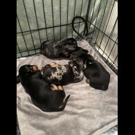 Dachshund (Standard &amp; Miniature) - Both