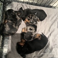 Dachshund (Standard & Miniature) - Both