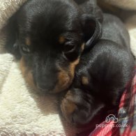 Dachshund (Standard & Miniature) - Both