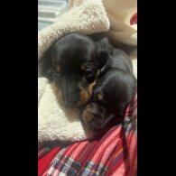 Dachshund (Standard &amp; Miniature) - Both