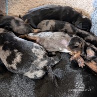 Dachshund (Standard & Miniature) - Dogs