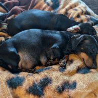 Dachshund (Standard & Miniature) - Dogs