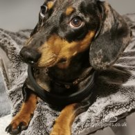 Dachshund (Standard & Miniature) - Dogs