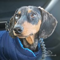 Dachshund (Standard & Miniature) - Dogs