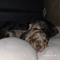 Dachshund (Standard & Miniature) - Both