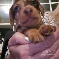 Dachshund (Standard & Miniature) - Both