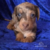 Dachshund (Standard & Miniature) - Both