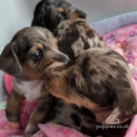 Dachshund (Standard & Miniature) - Both