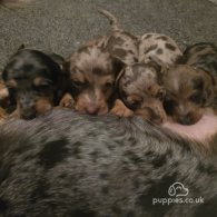 Dachshund (Standard & Miniature) - Both