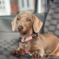 Dachshund (Standard & Miniature) - Both