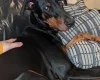 Doberman