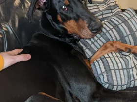 Doberman