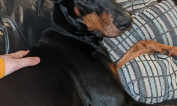 Doberman