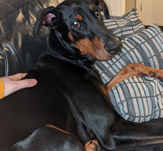 Doberman