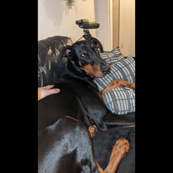 Doberman