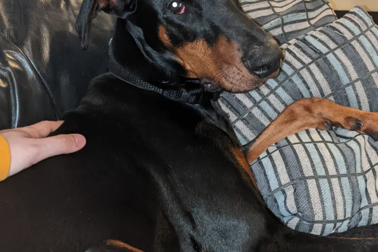 Doberman