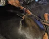 Doberman