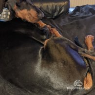 Doberman