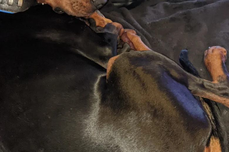 Doberman