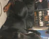 Doberman