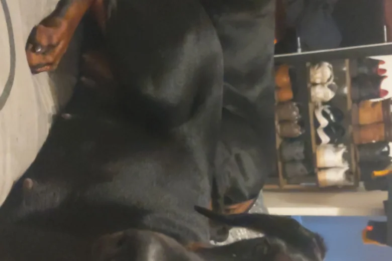 Doberman