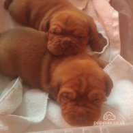 Dogue De Bordeaux - Both