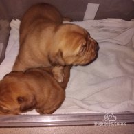 Dogue De Bordeaux - Both