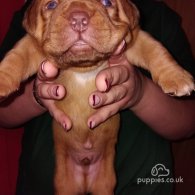 Dogue De Bordeaux - Both