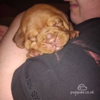 Dogue De Bordeaux - Both