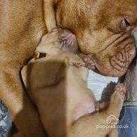 Dogue De Bordeaux - Both