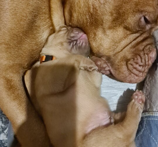 Dogue De Bordeaux