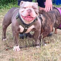 Dorset Olde Tyme Bulldogge - Both