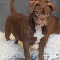 Dorset Olde Tyme Bulldogge - Both