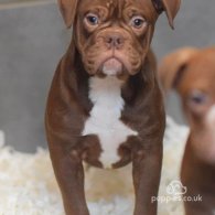 Dorset Olde Tyme Bulldogge - Both