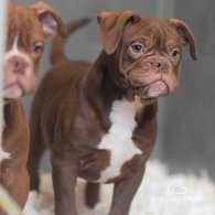 Dorset Olde Tyme Bulldogge - Both