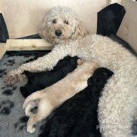 Goldendoodle - Both