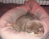 English Bulldog