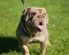English Bulldog