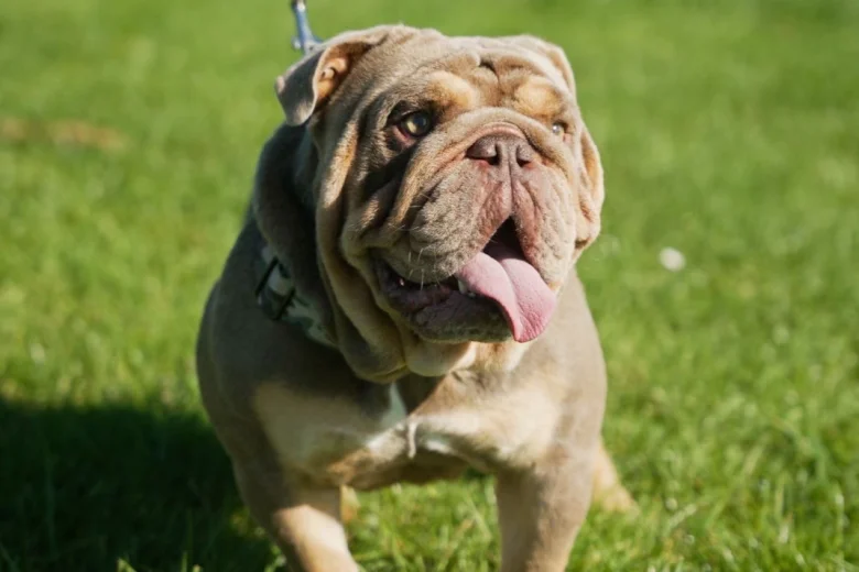 English Bulldog