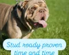 English Bulldog
