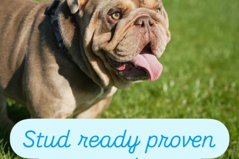 English Bulldog