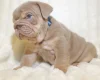English Bulldog