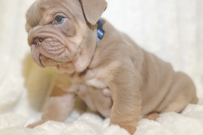 English Bulldog