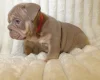 English Bulldog