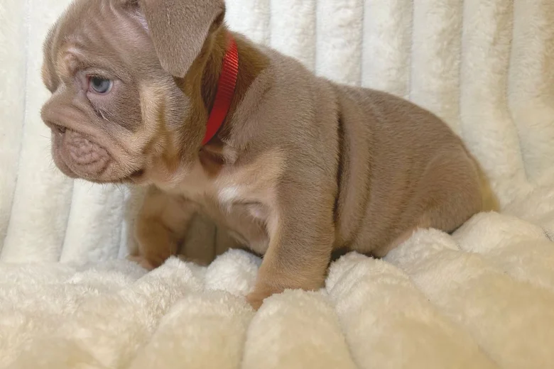 English Bulldog