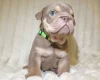 English Bulldog