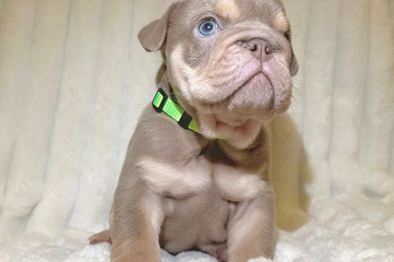 English Bulldog