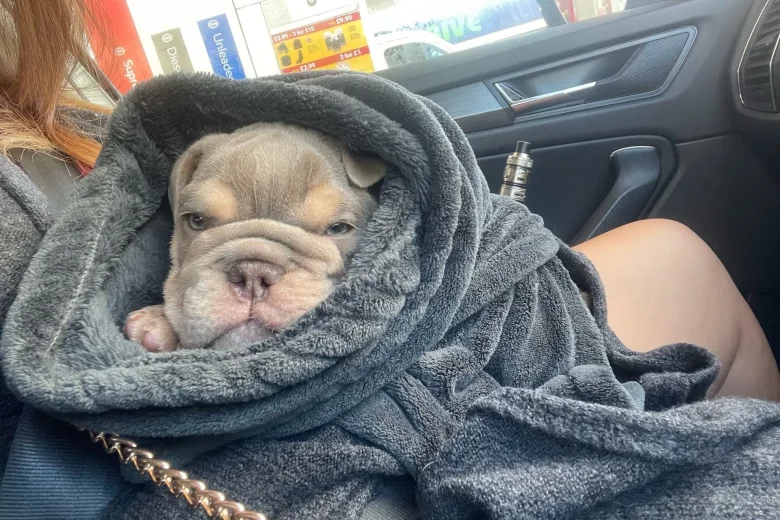 English Bulldog